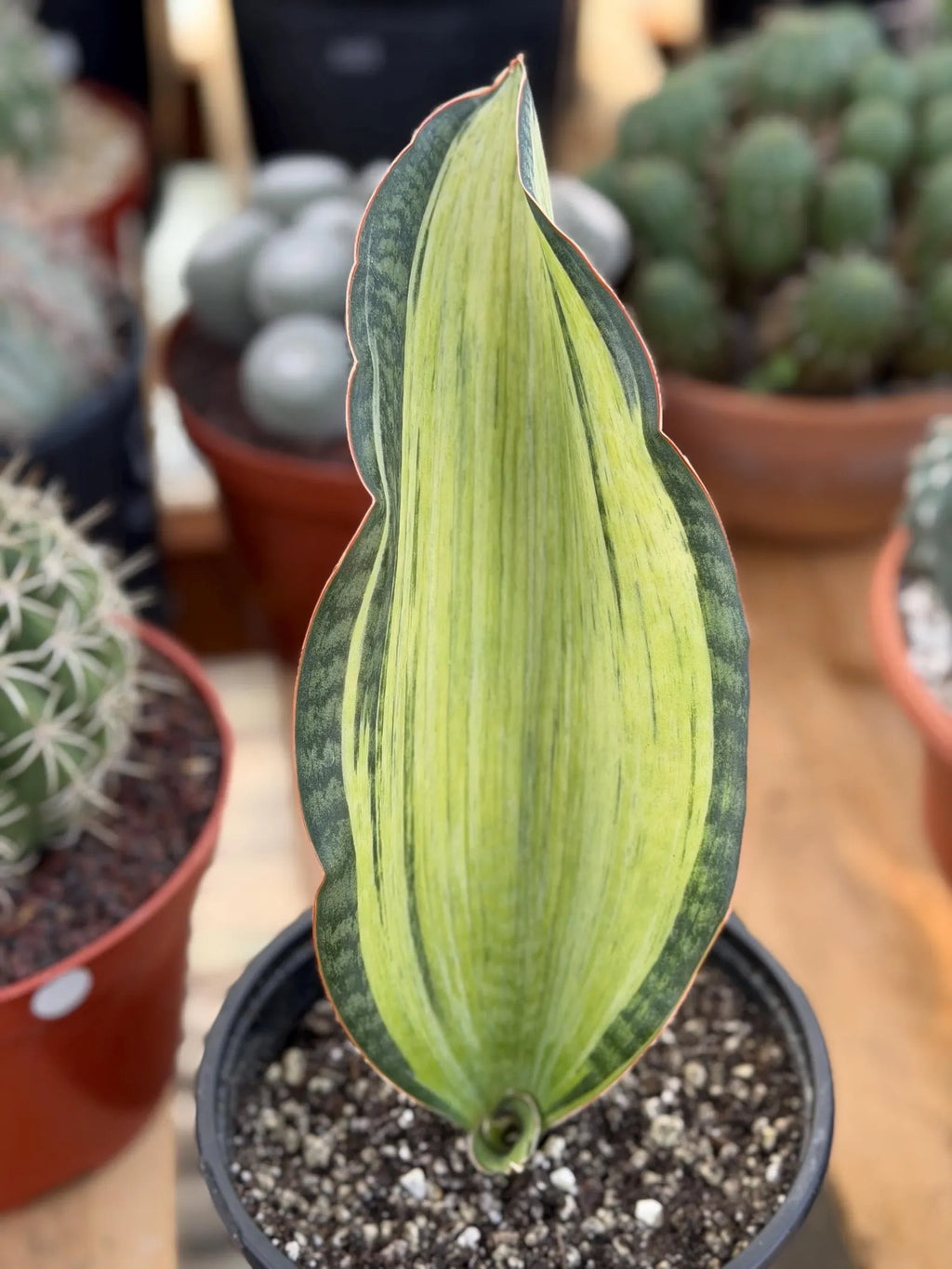Variegated Sansevieria Bruda Rare Snake Plant – Exact Live Houseplant #891