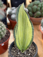 Variegated Sansevieria Bruda Rare Snake Plant – Exact Live Houseplant #891