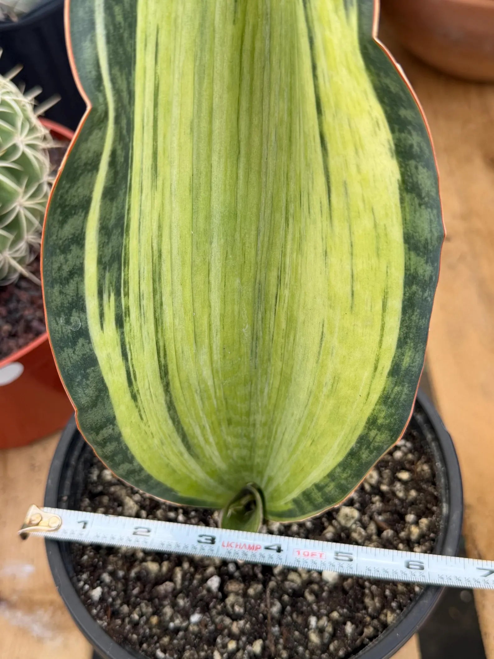 Variegated Sansevieria Bruda Rare Snake Plant – Exact Live Houseplant #891
