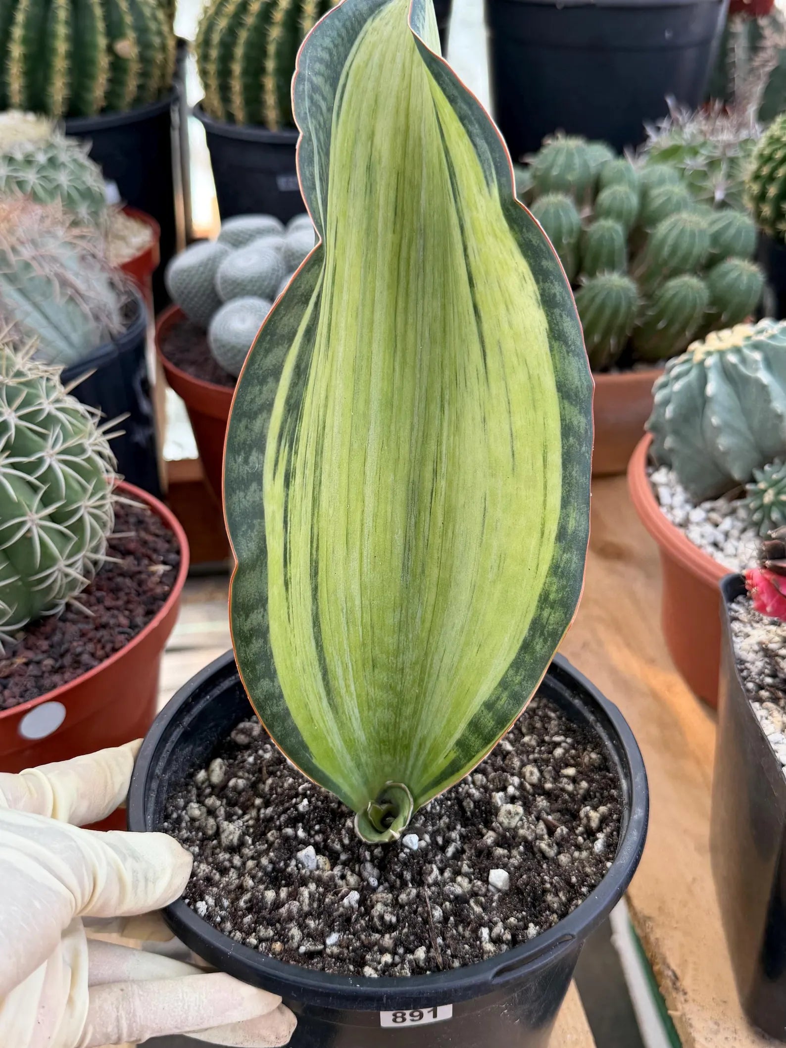 Variegated Sansevieria Bruda Rare Snake Plant – Exact Live Houseplant #891
