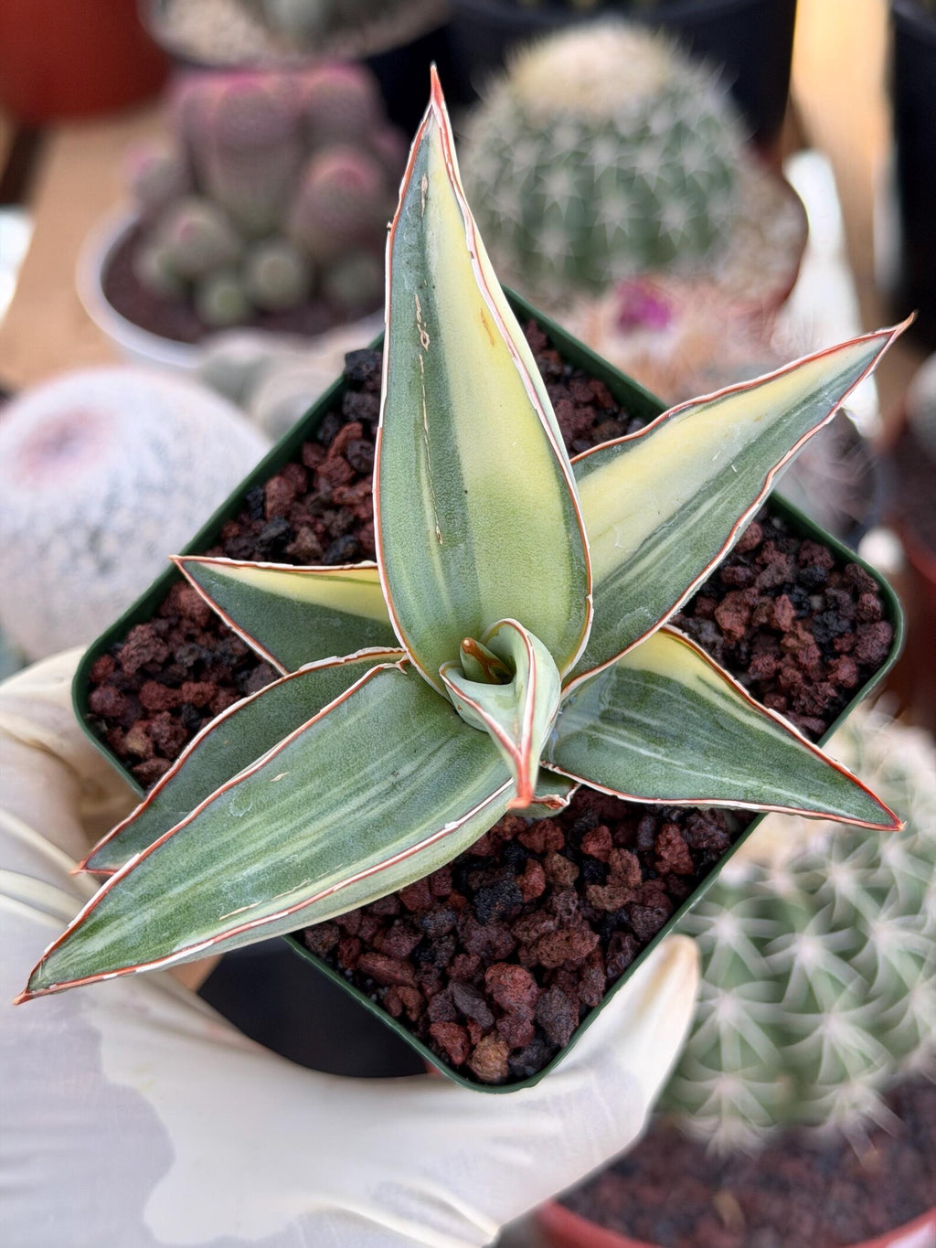 Variegated Sansevieria Lavranos #890 | Rare Snake Plant
