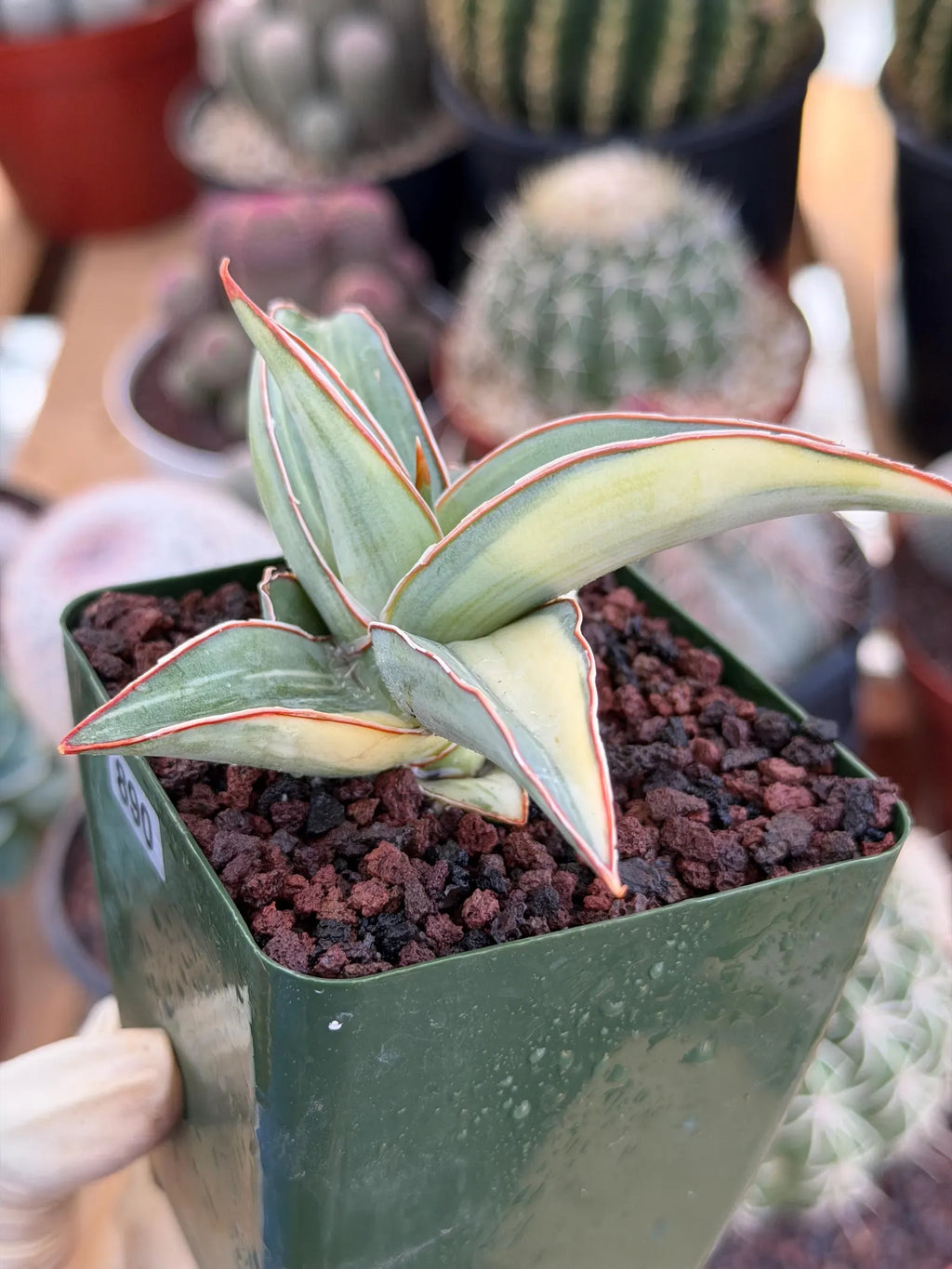Variegated Sansevieria Lavranos #890 | Rare Snake Plant