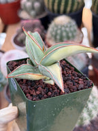 Variegated Sansevieria Lavranos #890 | Rare Snake Plant