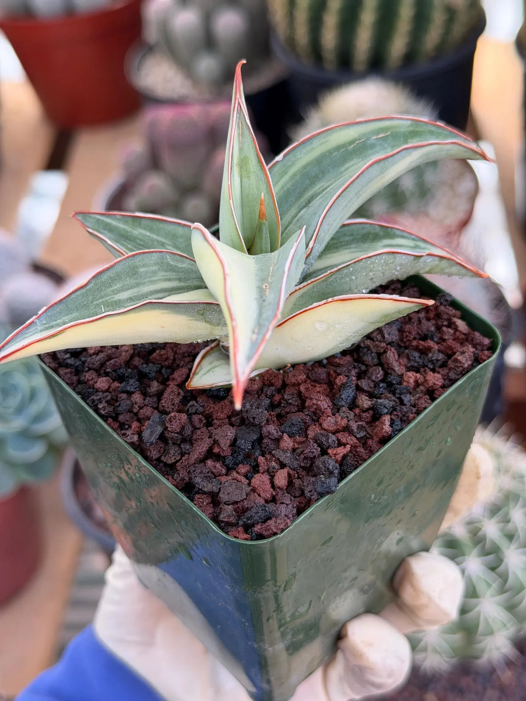 Variegated Sansevieria Lavranos #890 | Rare Snake Plant