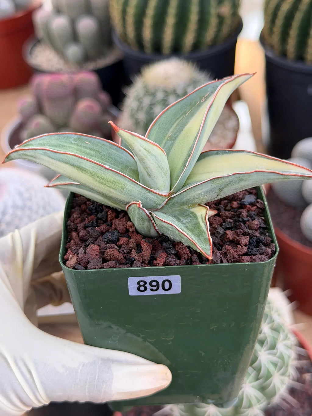Variegated Sansevieria Lavranos #890 | Rare Snake Plant