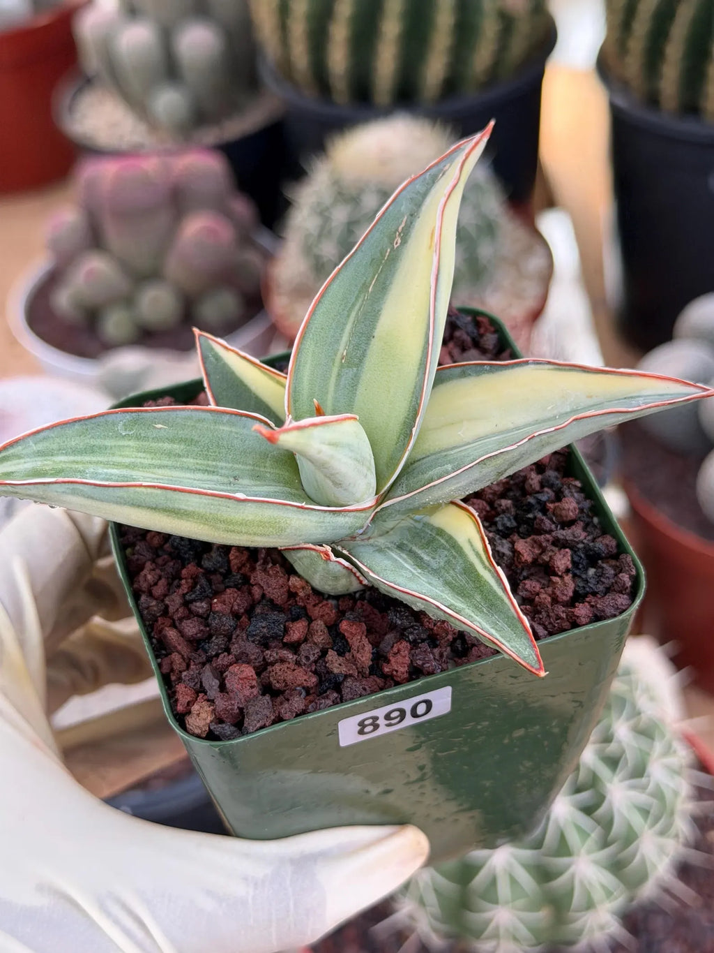 Variegated Sansevieria Lavranos #890 | Rare Snake Plant