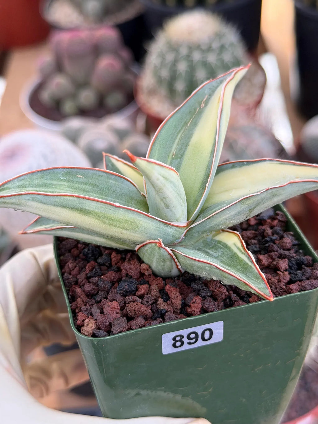 Variegated Sansevieria Lavranos #890 | Rare Snake Plant
