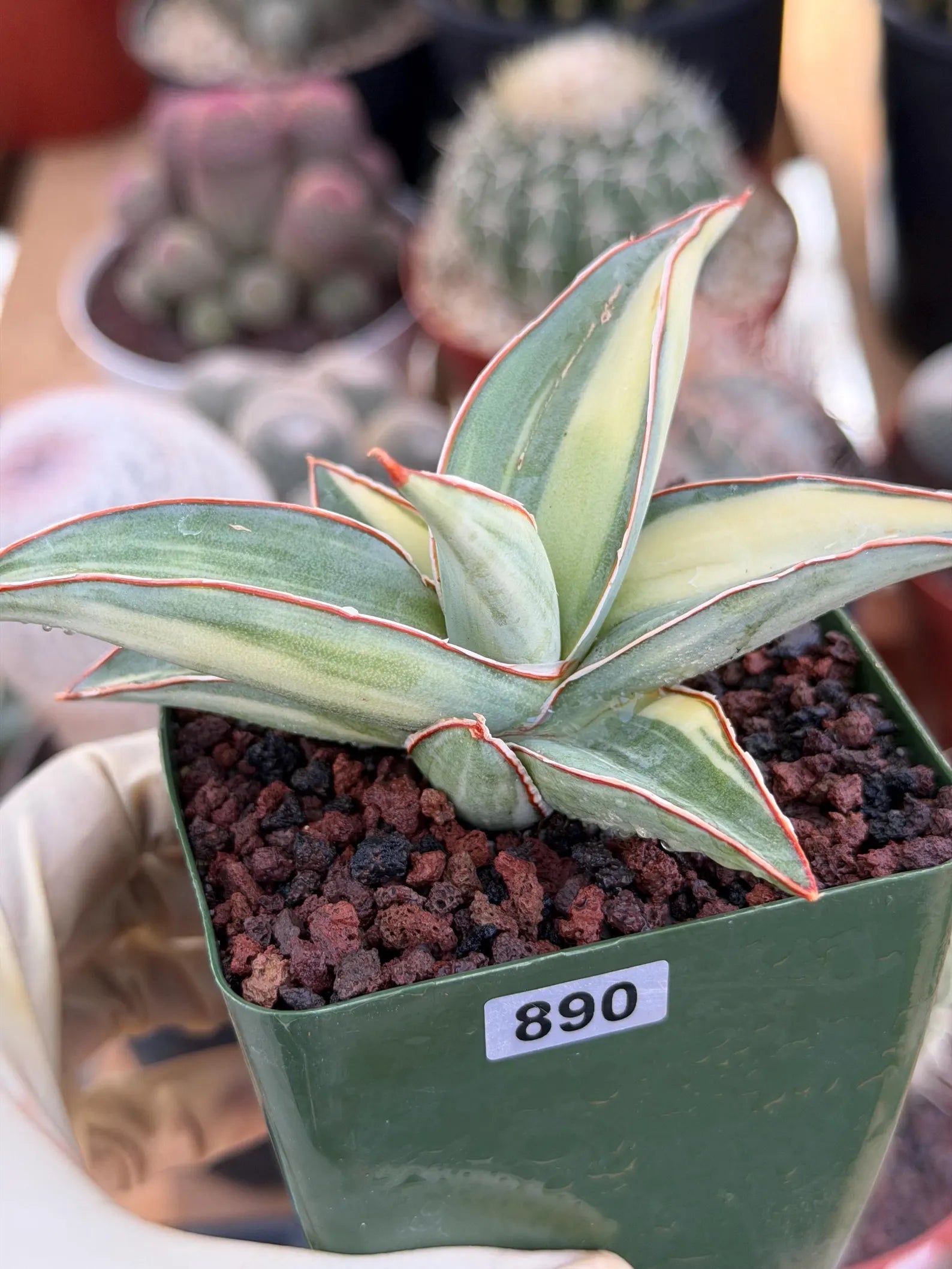 Variegated Sansevieria Lavranos #890 | Rare Snake Plant