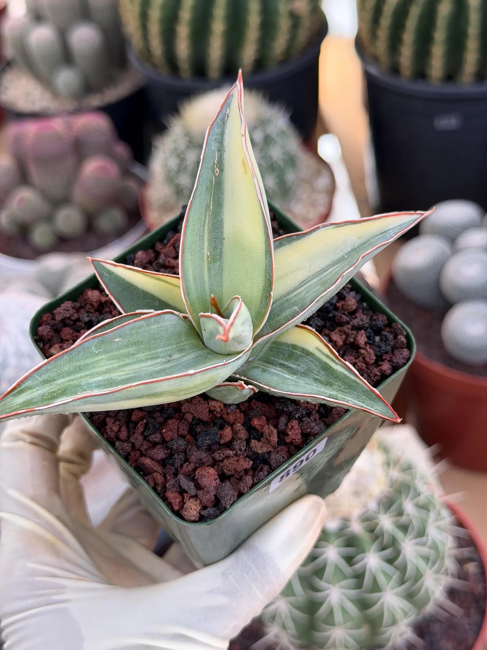 Variegated Sansevieria Lavranos #890 | Rare Snake Plant