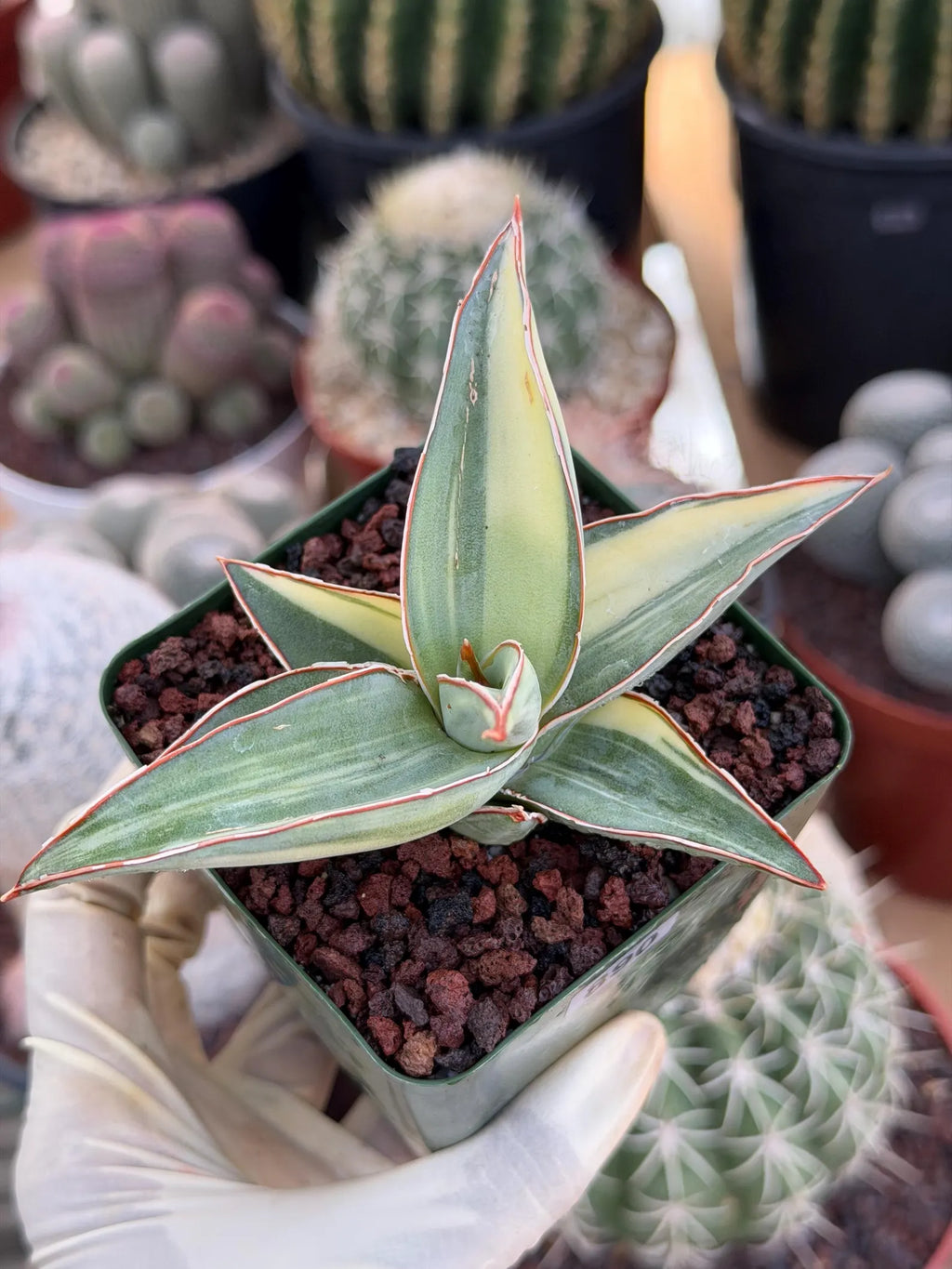 Variegated Sansevieria Lavranos #890 | Rare Snake Plant