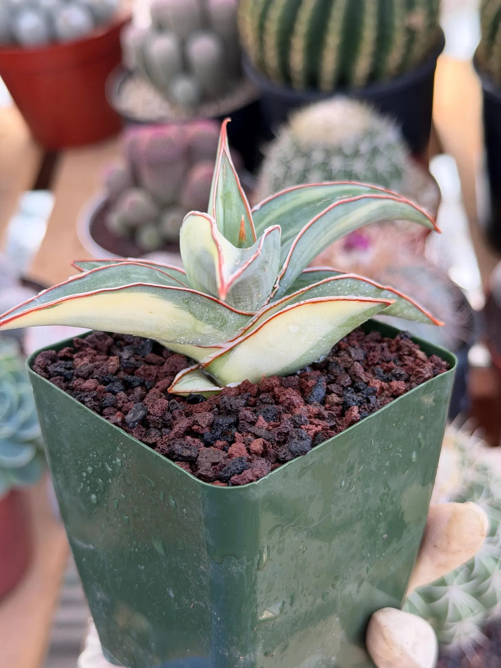 Variegated Sansevieria Lavranos #890 | Rare Snake Plant