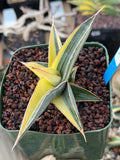 Variegated Sansevieria Johannesburg Rare Snake Plant – Exact Live Houseplant #908