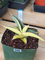 Variegated Sansevieria Johannesburg Rare Snake Plant – Exact Live Houseplant #908