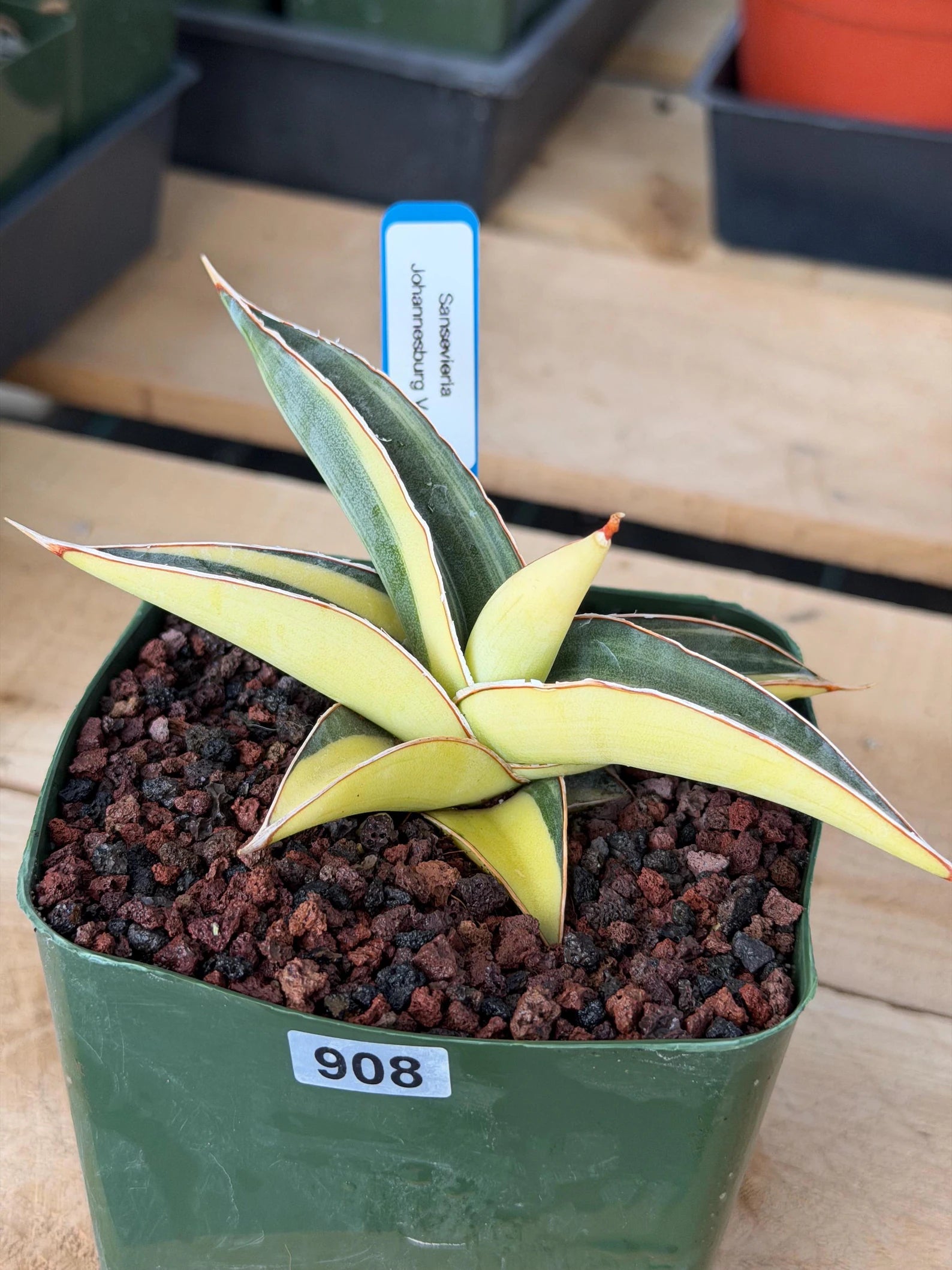 Variegated Sansevieria Johannesburg Rare Snake Plant – Exact Live Houseplant #908