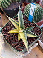 Variegated Sansevieria Johannesburg Rare Snake Plant – Exact Live Houseplant #908