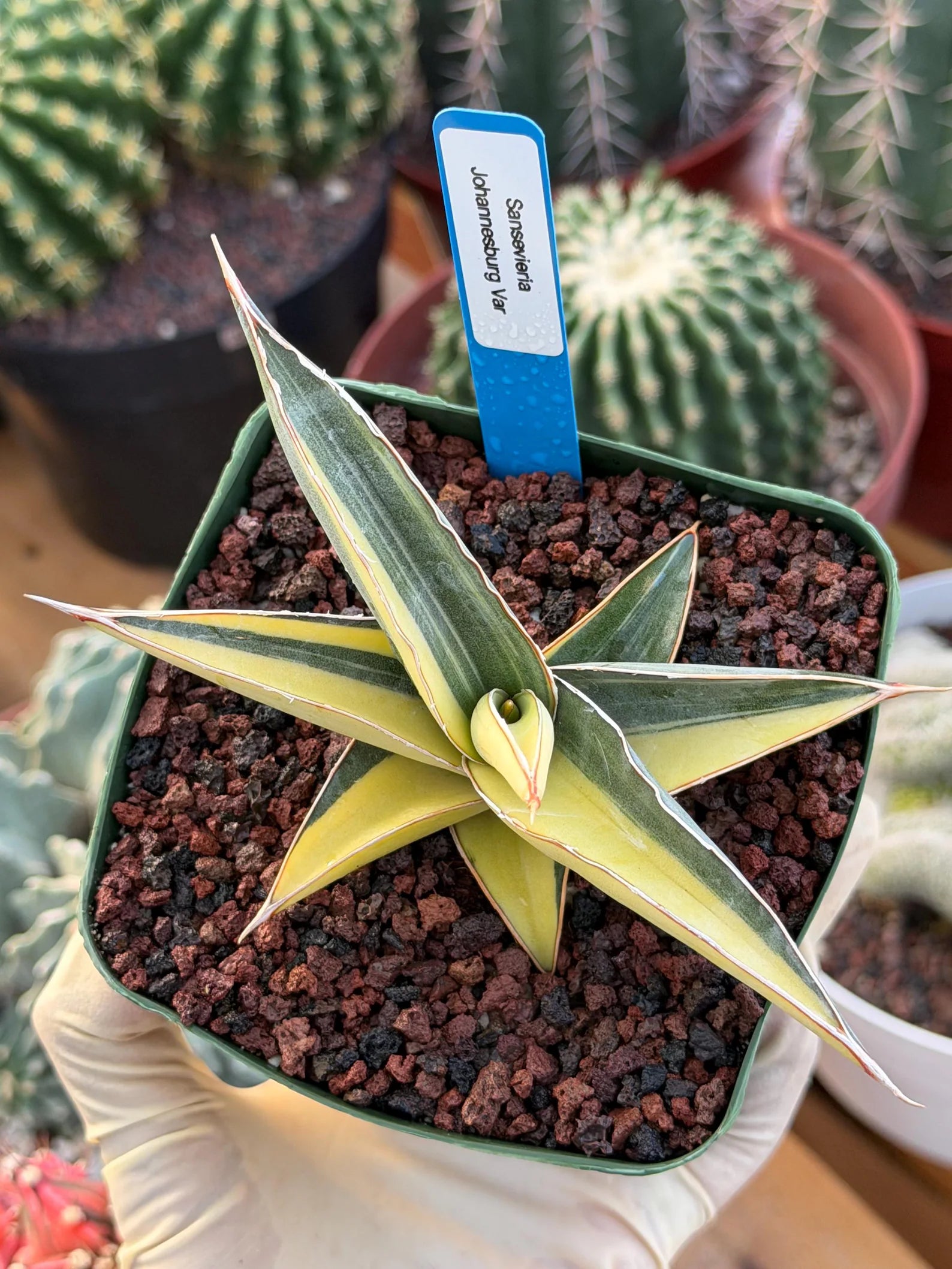 Variegated Sansevieria Johannesburg Rare Snake Plant – Exact Live Houseplant #908