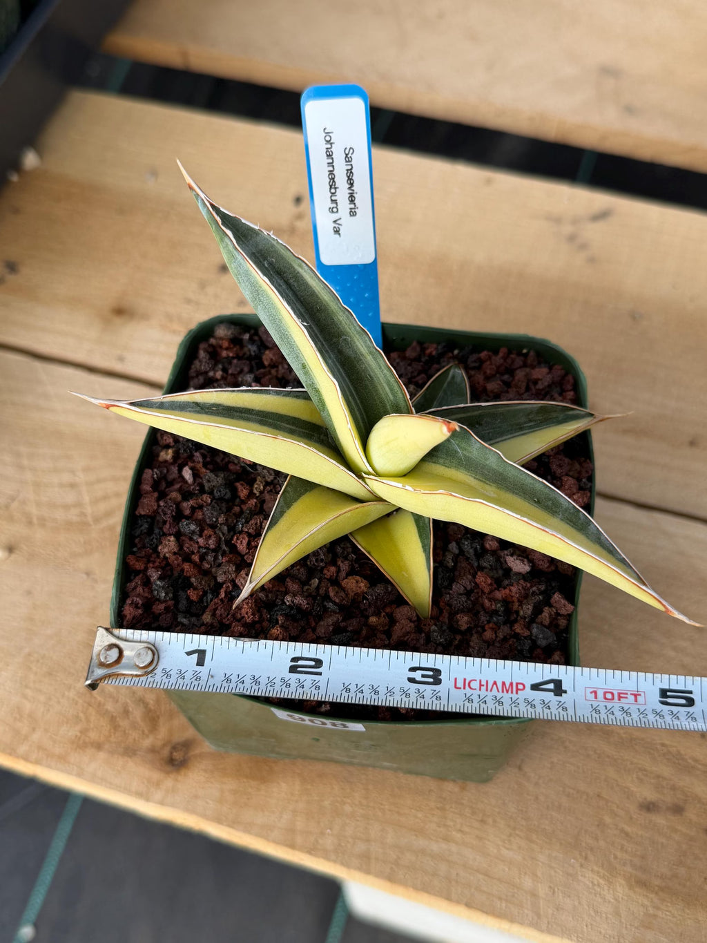 Variegated Sansevieria Johannesburg Rare Snake Plant – Exact Live Houseplant #908