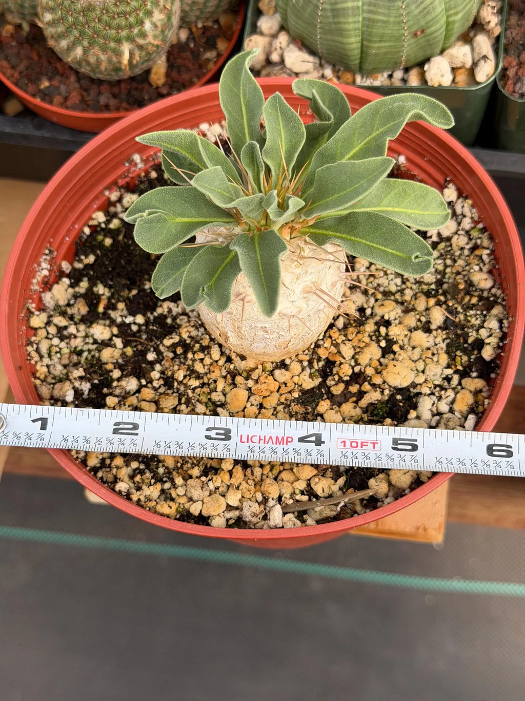Pachypodium namaquanum Seed Grown #142 | Rare Live Succulent Plant