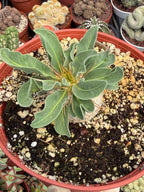Pachypodium namaquanum Seed Grown #142 | Rare Live Succulent Plant