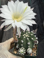 6" Sun-Stressed Domino Cactus | Seed Grown Live Cactus | Rare Easy-Care Plant Gift