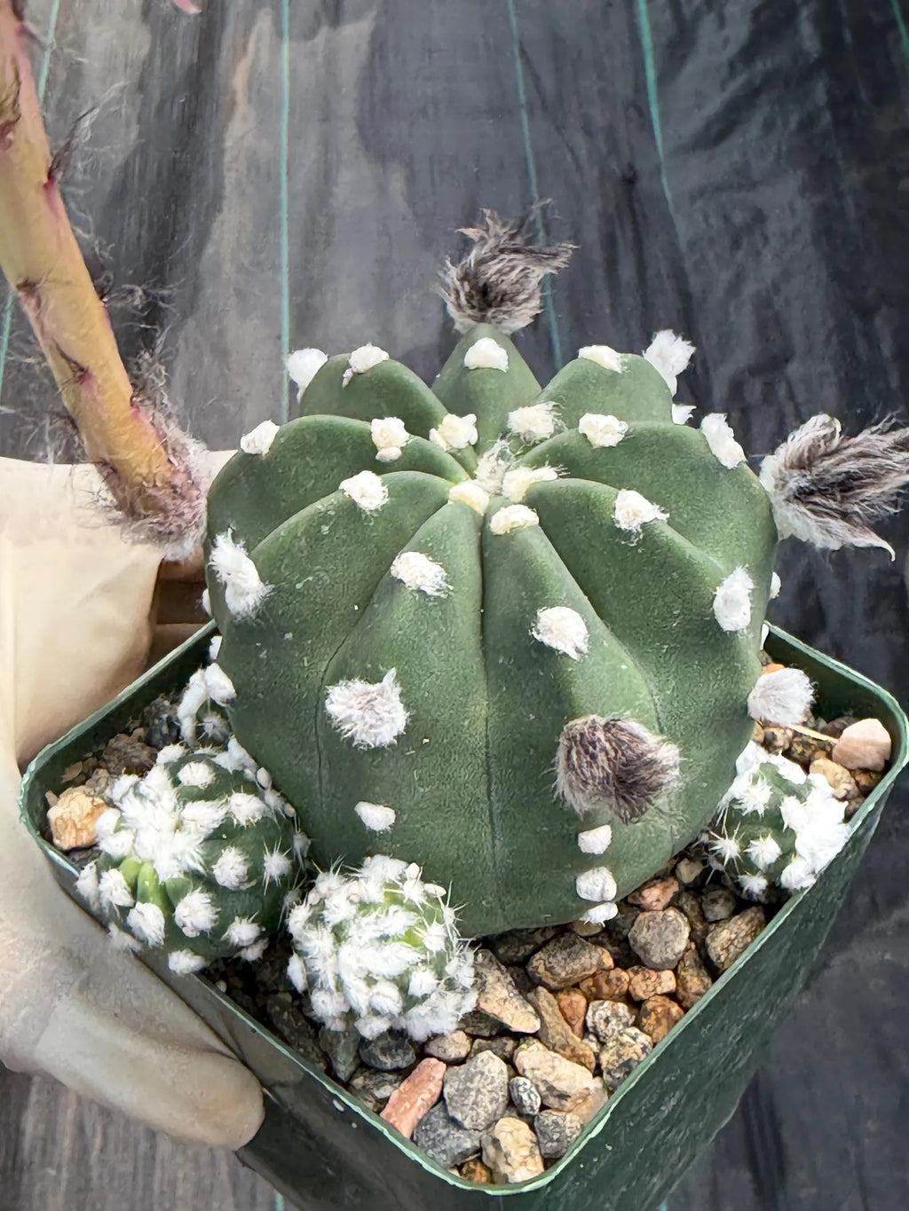 6" Sun-Stressed Domino Cactus | Seed Grown Live Cactus | Rare Easy-Care Plant Gift