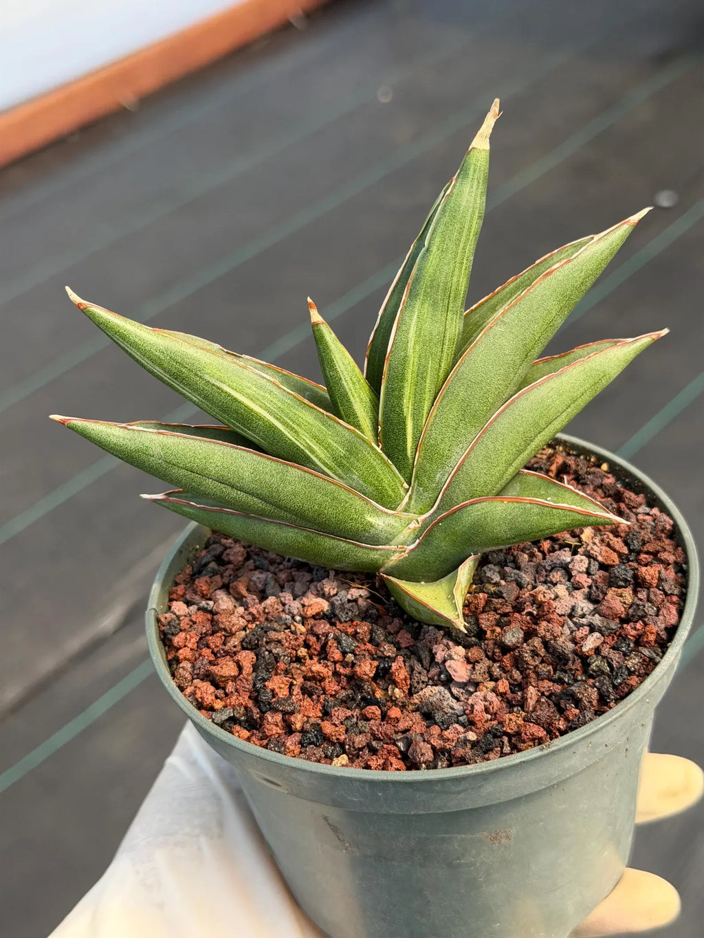 Sansevieria Sawaddee Variegated Rare Snake Plant – Exact Live Houseplant #56