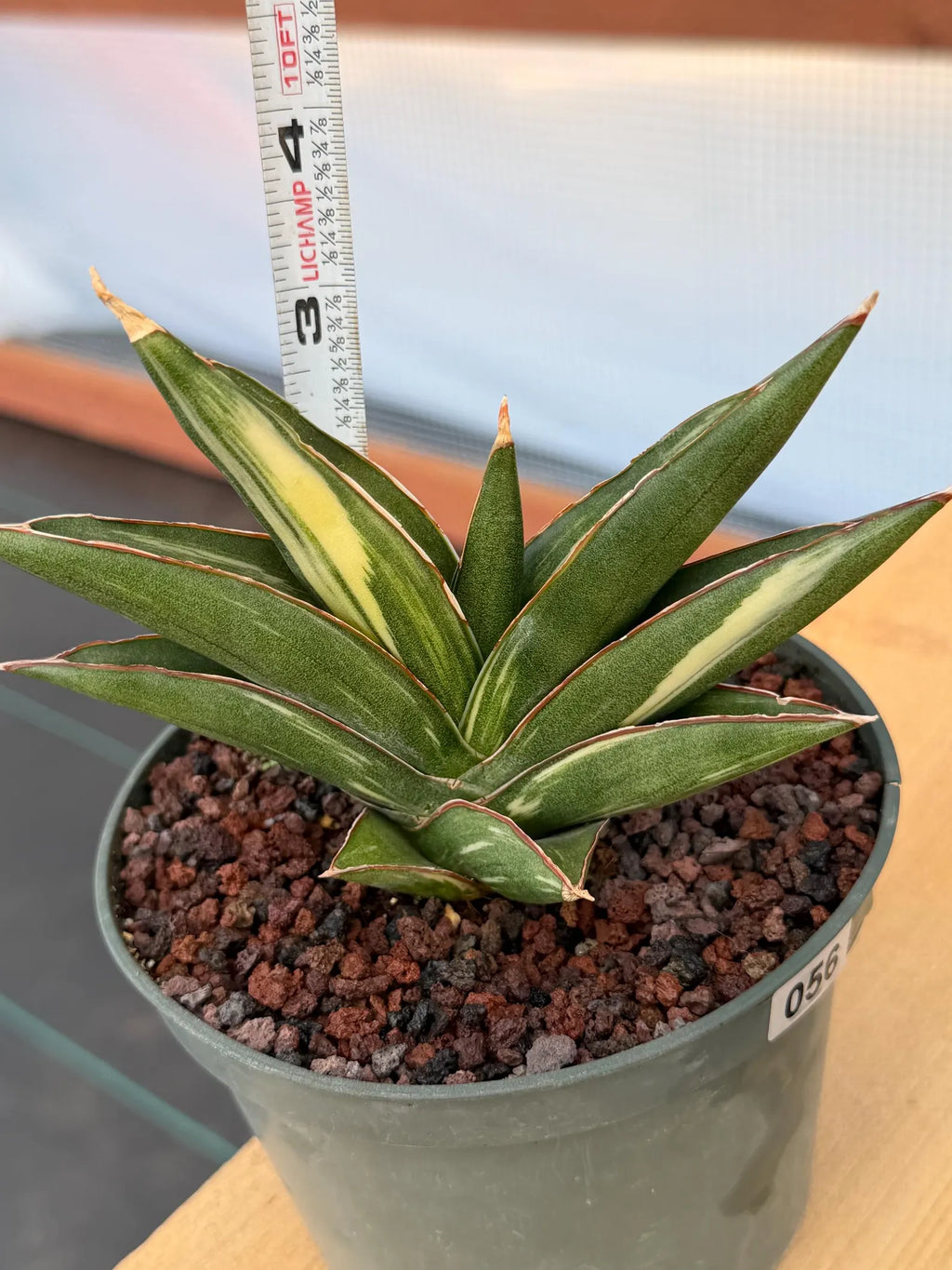 Sansevieria Sawaddee Variegated Rare Snake Plant – Exact Live Houseplant #56