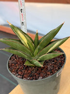 Sansevieria Sawaddee Variegated Rare Snake Plant – Exact Live Houseplant #56