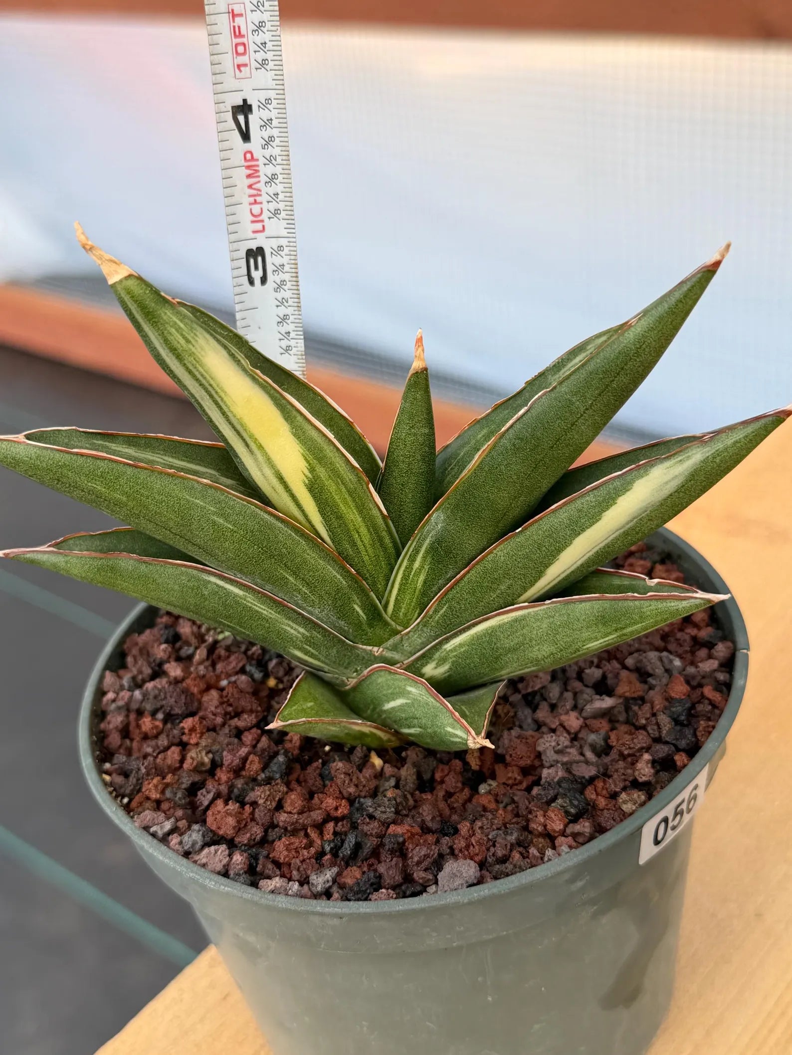 Sansevieria Sawaddee Variegated Rare Snake Plant – Exact Live Houseplant #56