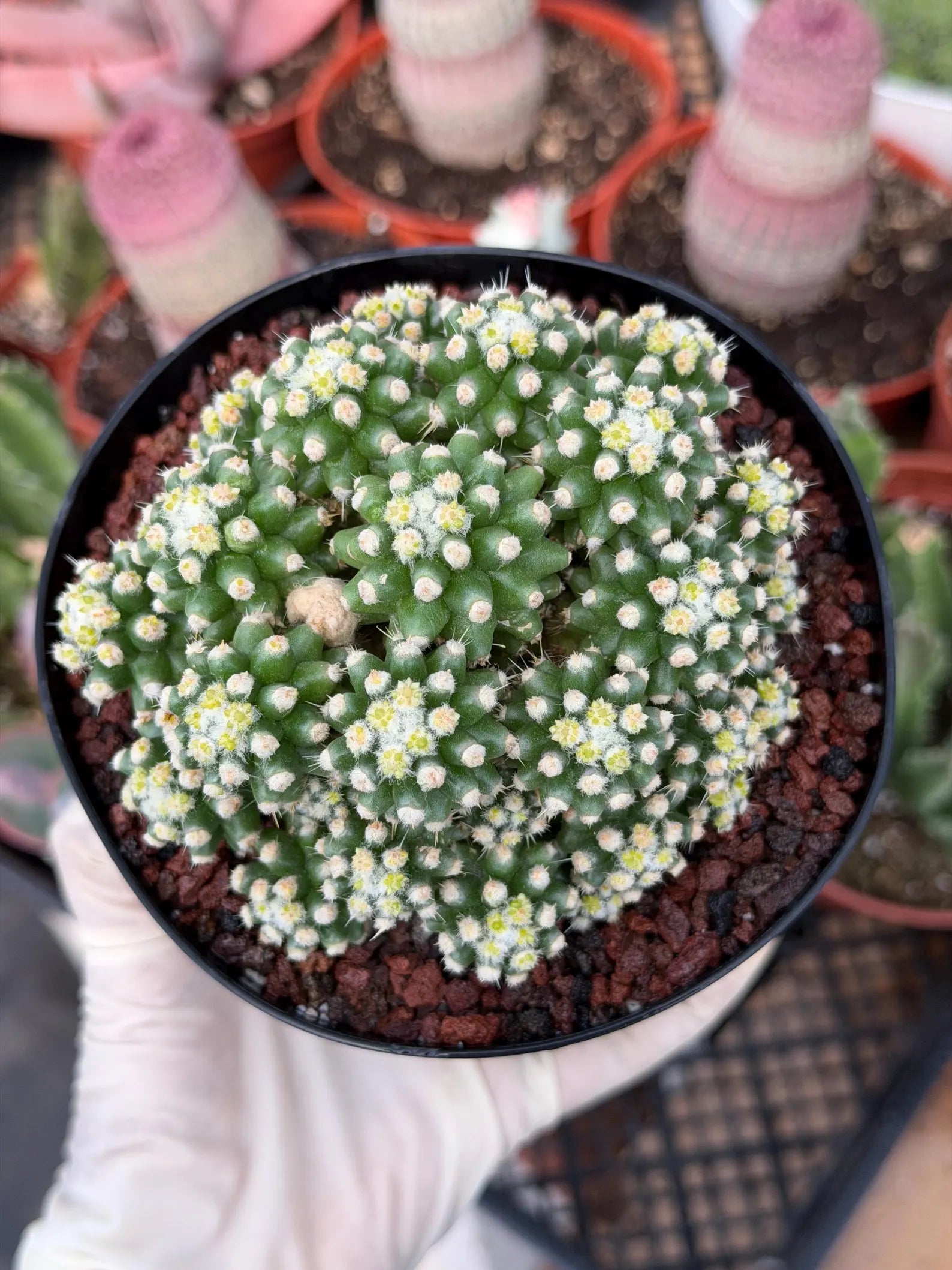 Echinocactus Grusonii Short Spine Montrose Cluster