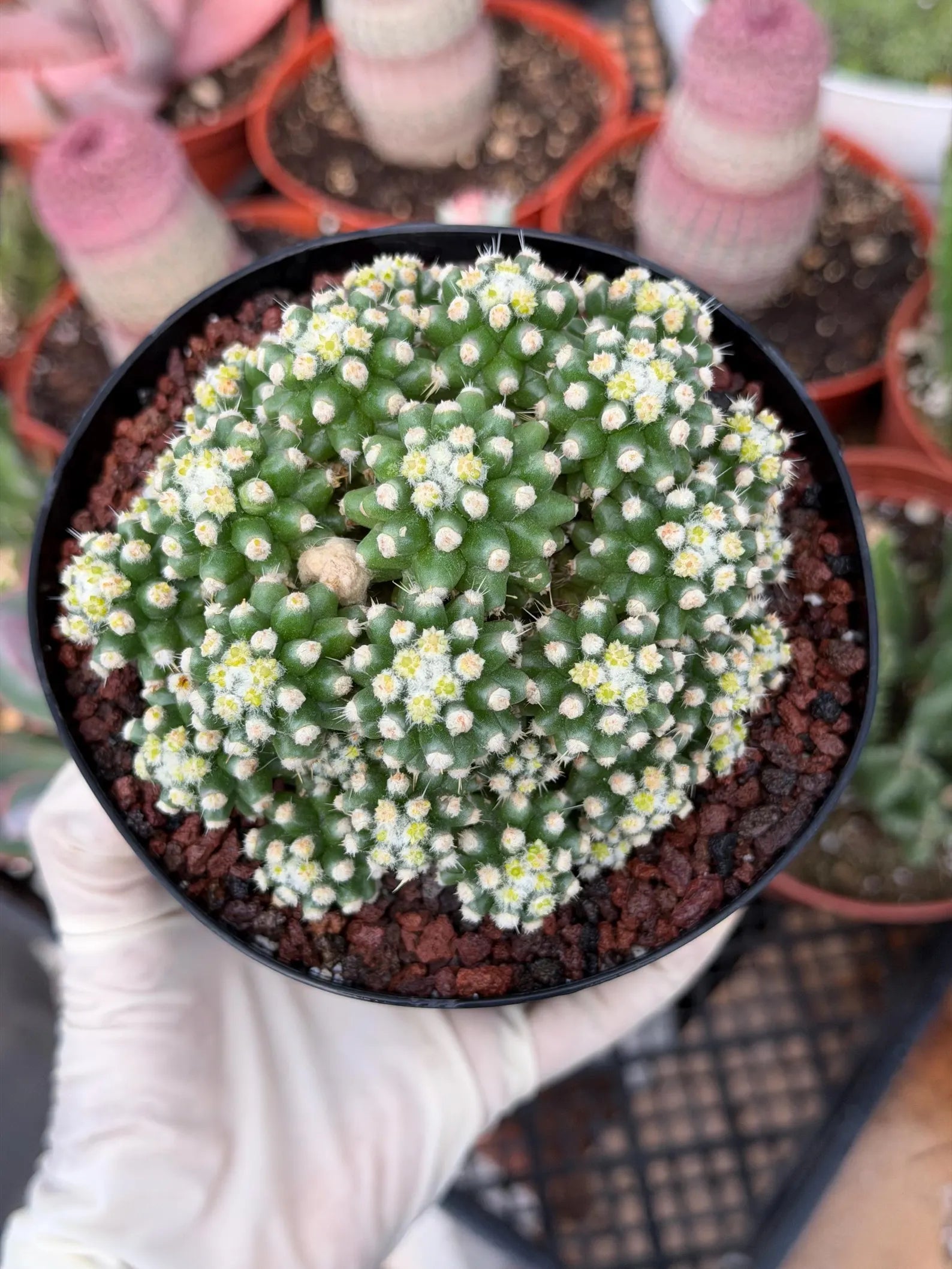 Echinocactus Grusonii Short Spine Montrose Cluster