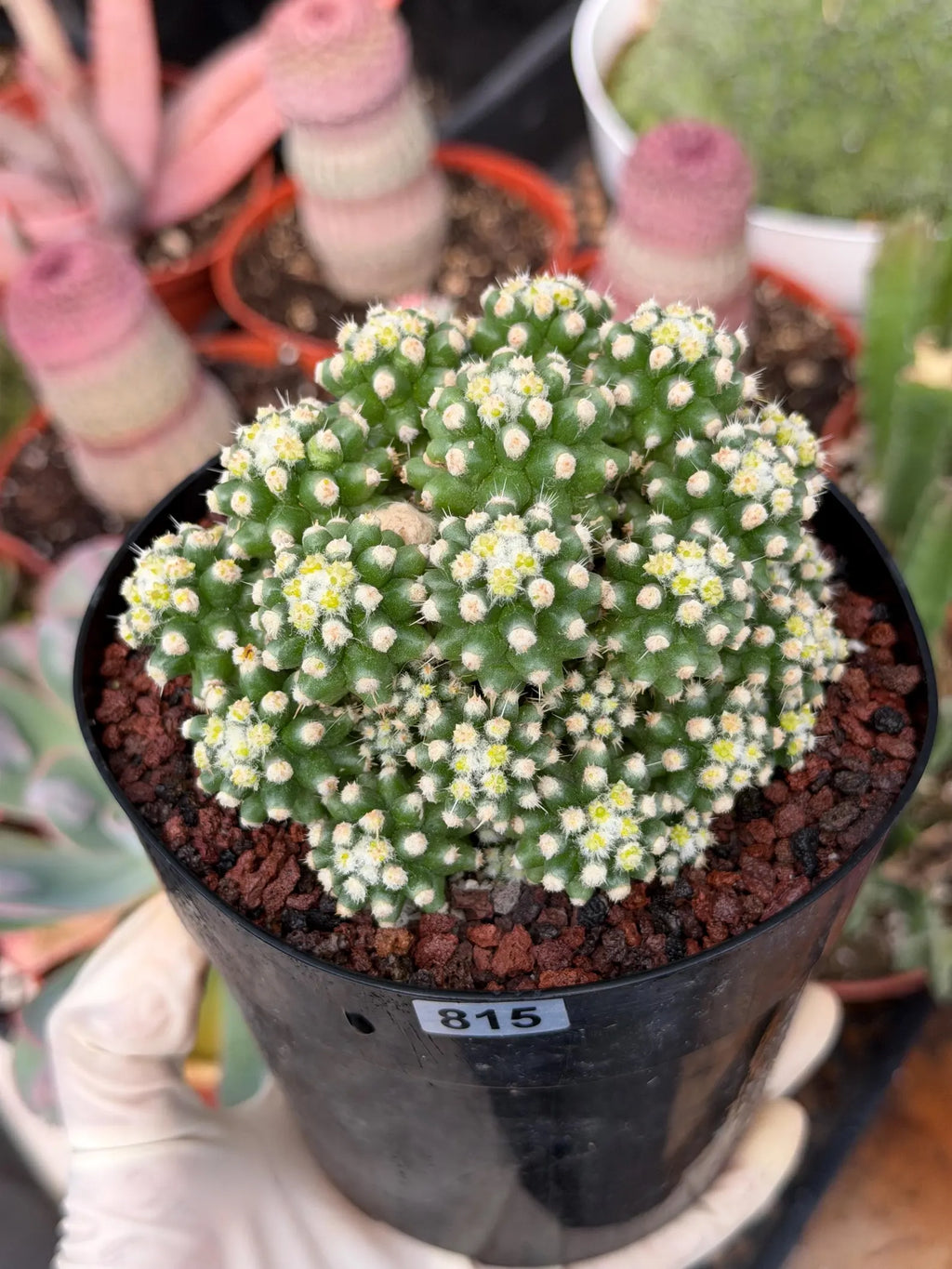 Echinocactus Grusonii Short Spine Montrose Cluster