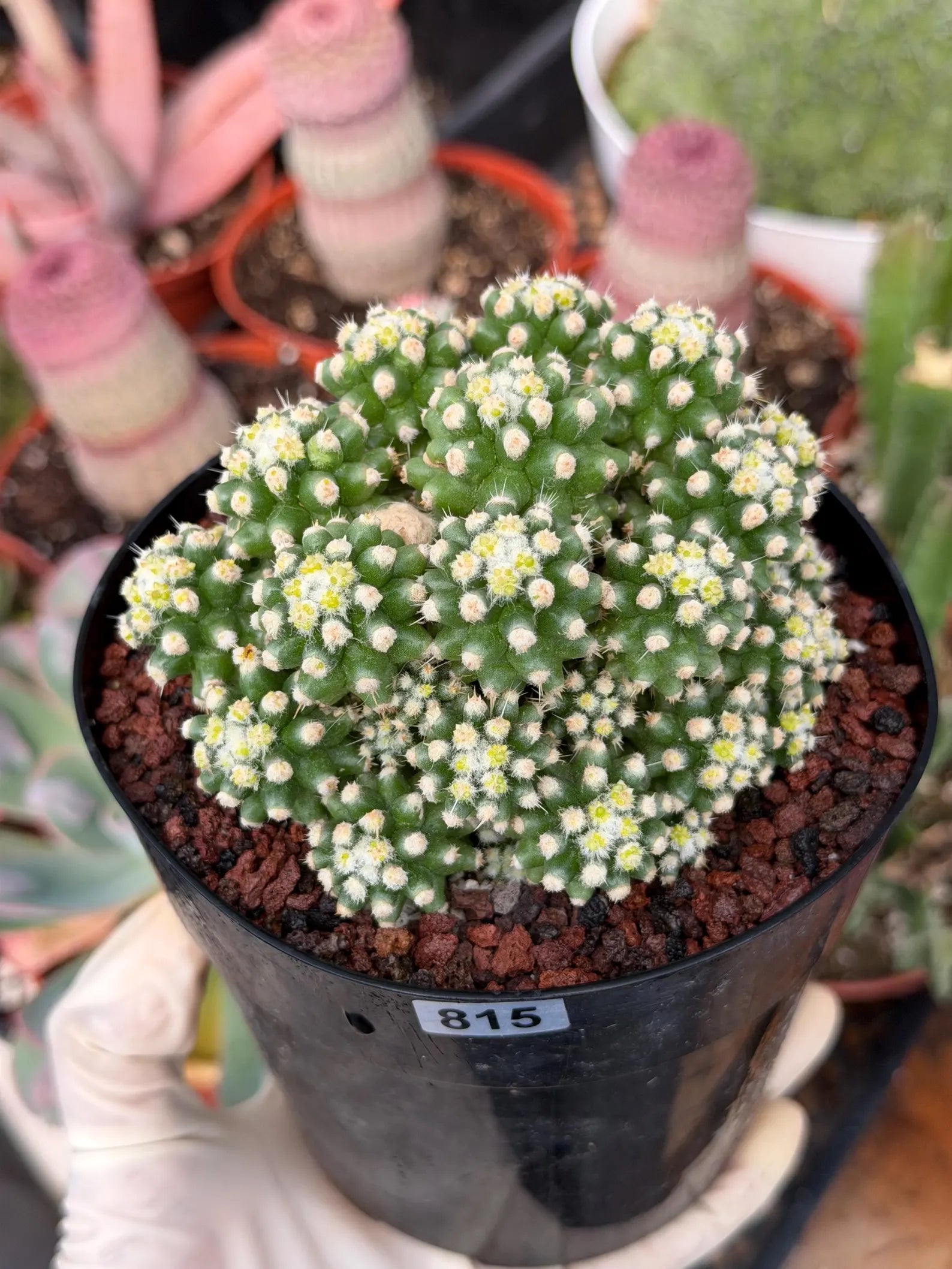 Echinocactus Grusonii Short Spine Montrose Cluster