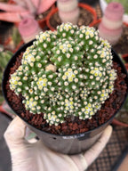 Echinocactus Grusonii Short Spine Montrose Cluster