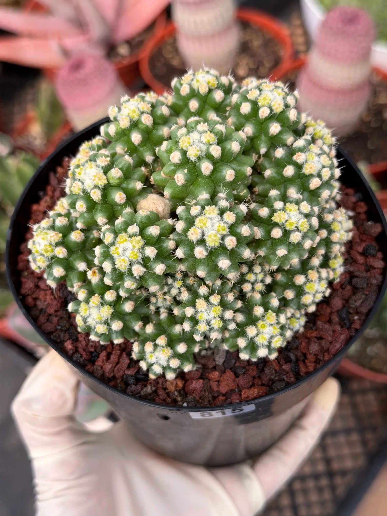 Echinocactus Grusonii Short Spine Montrose Cluster