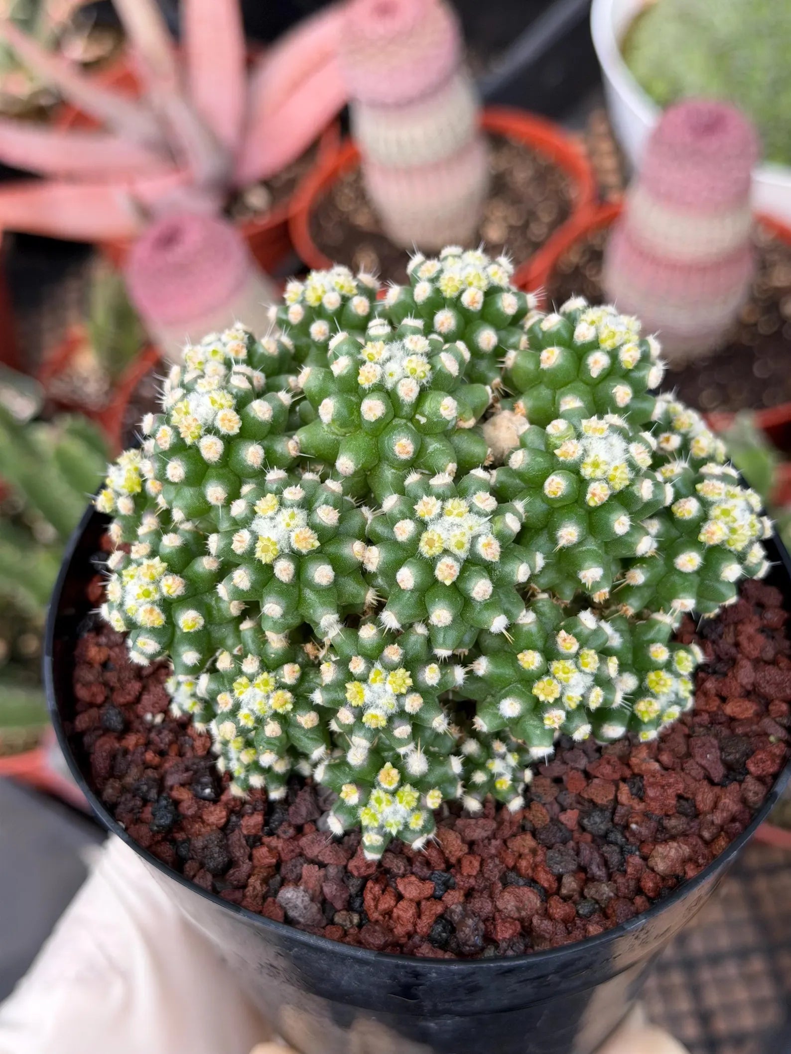 Echinocactus Grusonii Short Spine Montrose Cluster