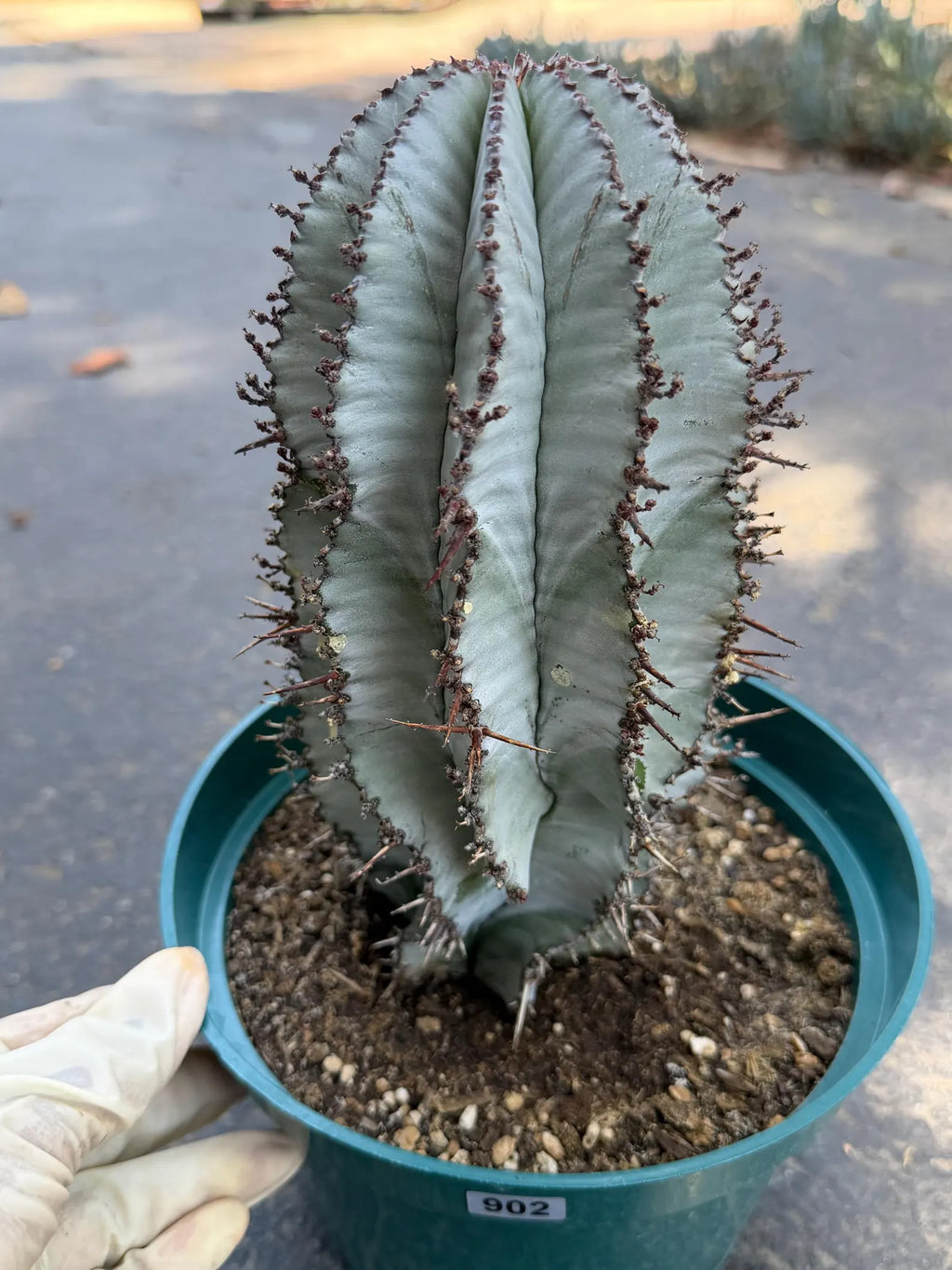 Euphorbia Snowflake Rare Blue Live Succulent – Exact Collector Plant #902