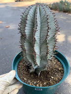 Euphorbia Snowflake Rare Blue Live Succulent – Exact Collector Plant #902