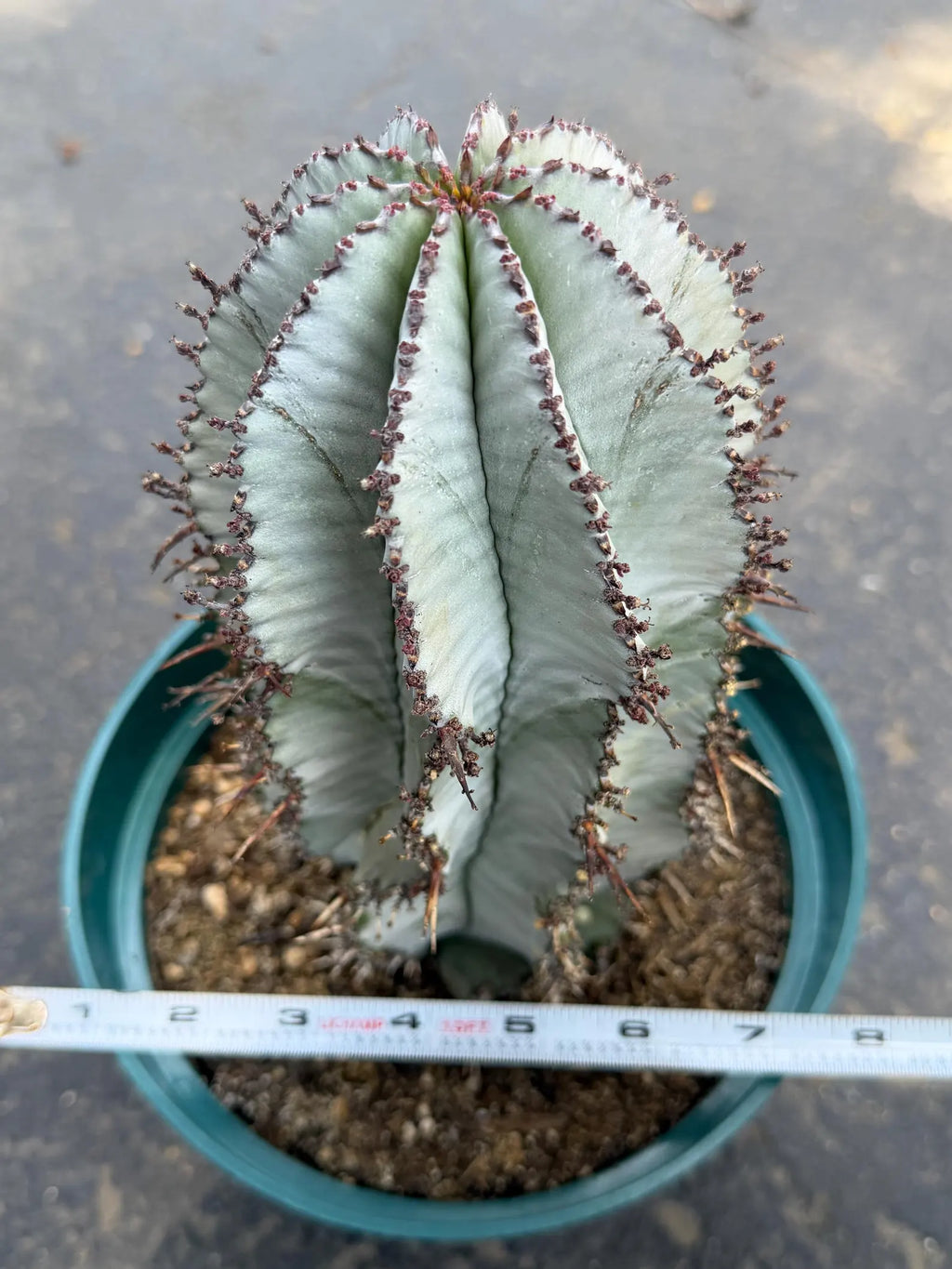 Euphorbia Snowflake Rare Blue Live Succulent – Exact Collector Plant #902