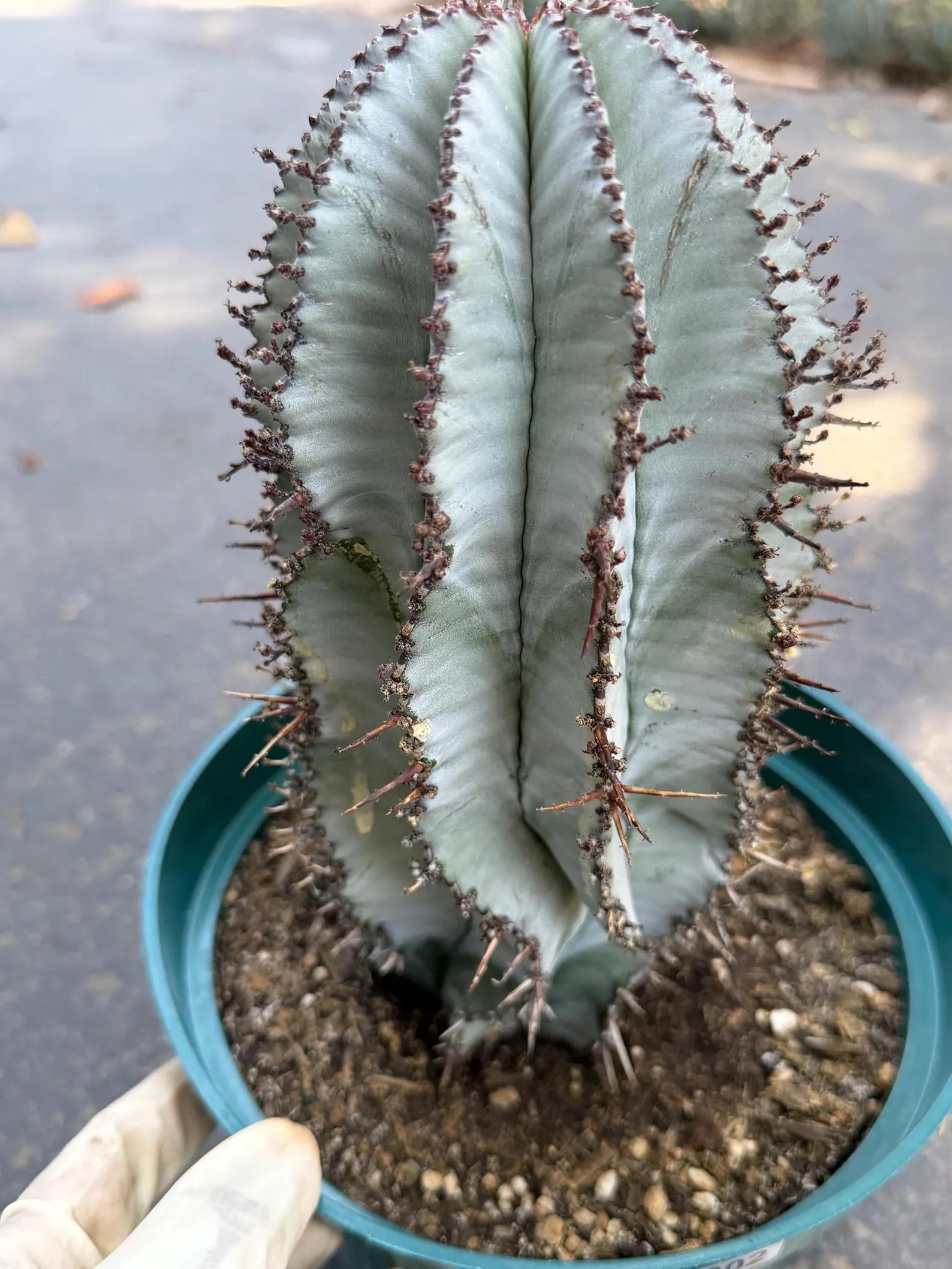 Euphorbia Snowflake Rare Blue Live Succulent – Exact Collector Plant #902