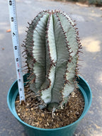 Euphorbia Snowflake Rare Blue Live Succulent – Exact Collector Plant #902