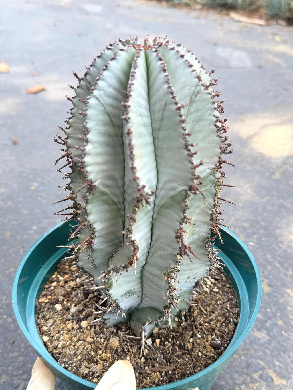 Euphorbia Snowflake Rare Blue Live Succulent – Exact Collector Plant #902