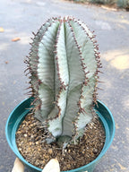 Euphorbia Snowflake Rare Blue Live Succulent – Exact Collector Plant #902