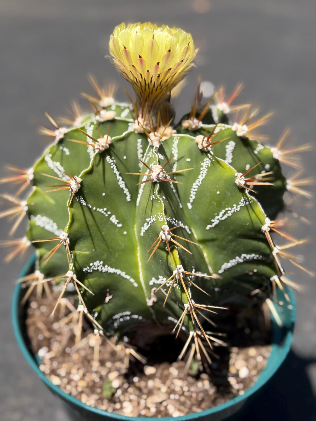 Large Astrophytum Ornatum #913 | Rare Collector Cactus