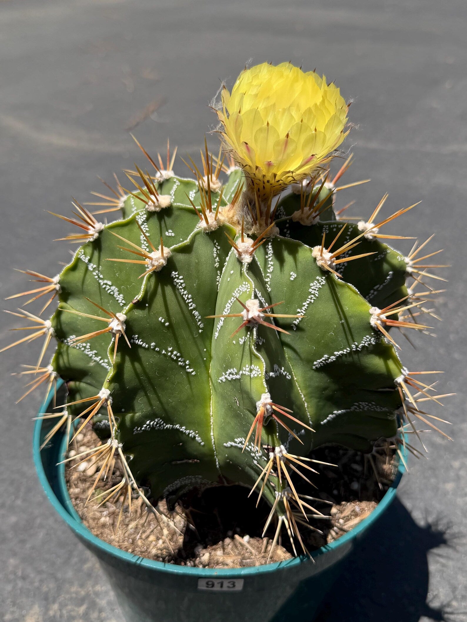 Large Astrophytum Ornatum #913 | Rare Collector Cactus