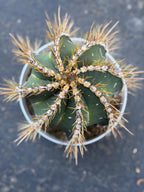 8” Astrophytum Ornatum Large | Rare Plant | Live Cactus
