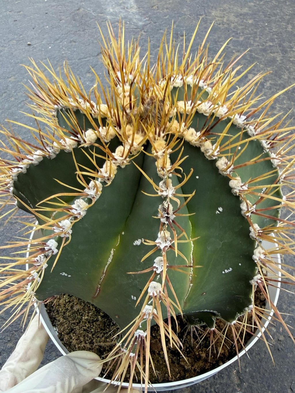 8” Astrophytum Ornatum Large | Rare Plant | Live Cactus