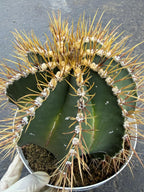8” Astrophytum Ornatum Large | Rare Plant | Live Cactus