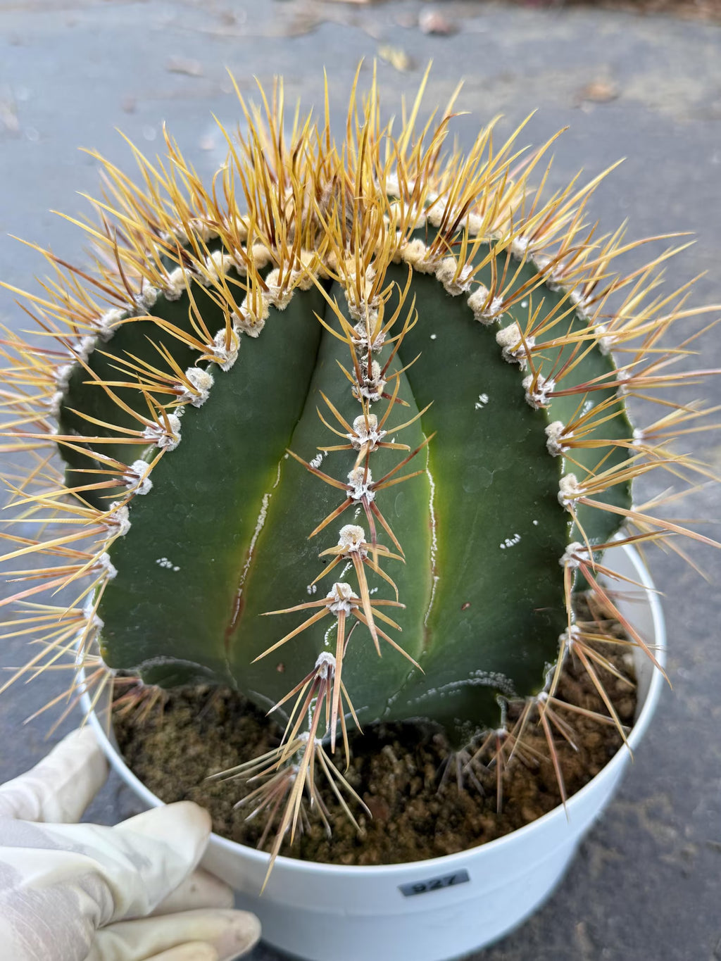 Large Astrophytum Ornatum Cactus 8-Inch | Rare Live Cactus #927