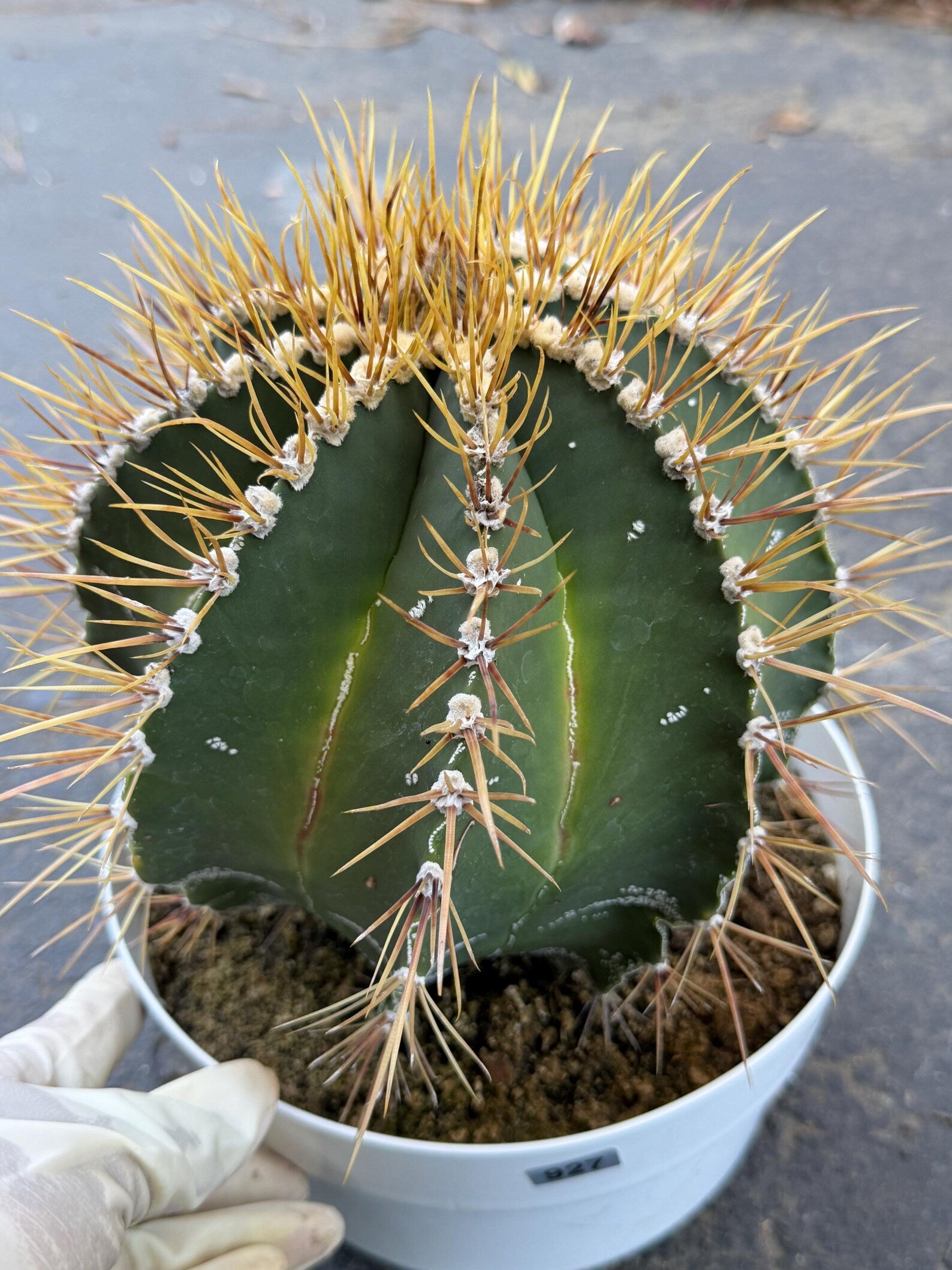 8” Astrophytum Ornatum Large | Rare Plant | Live Cactus